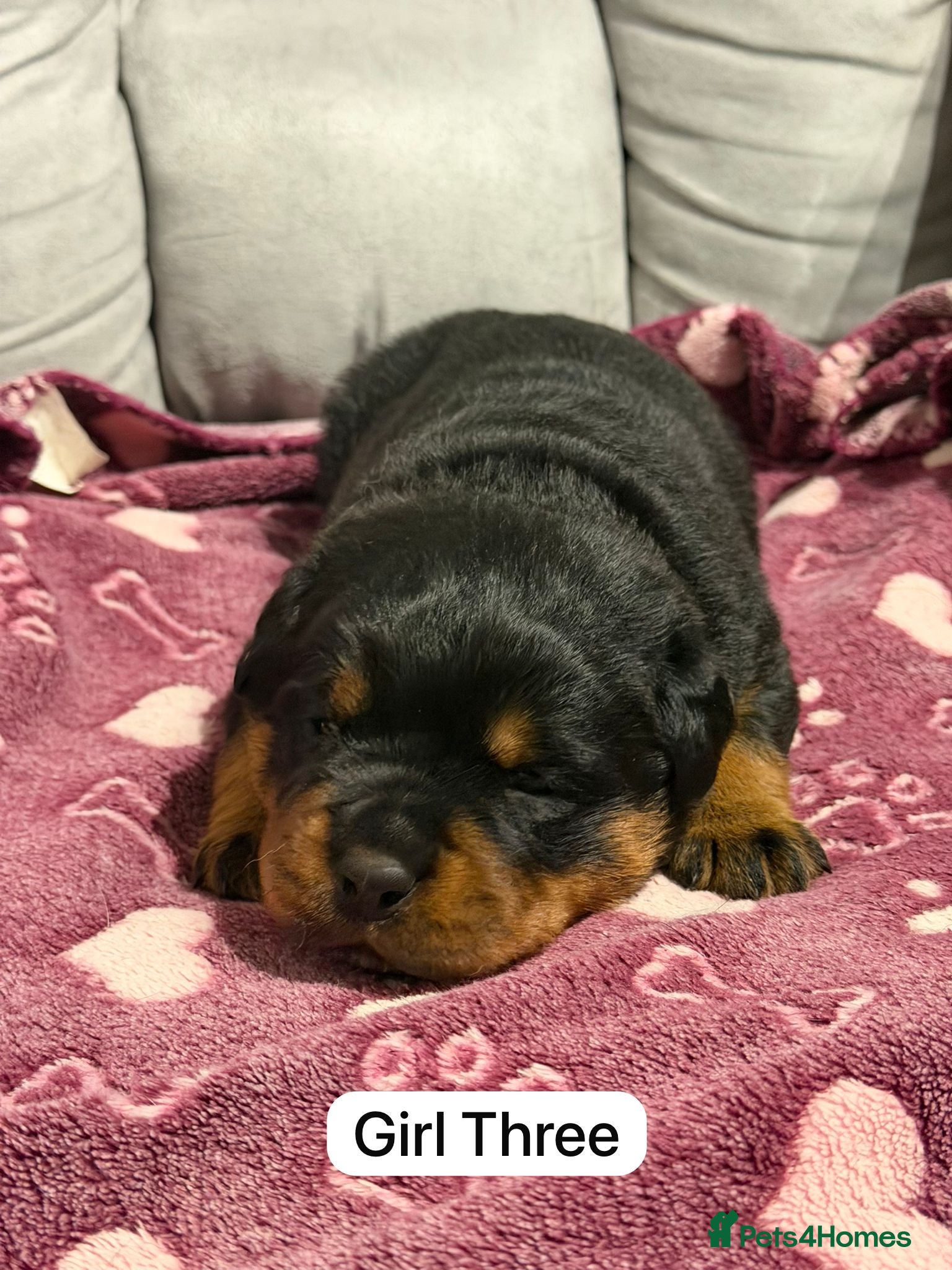 Rottweiler dogs Kc, dna, hips, elbows, eye tested parents  - Advert 3