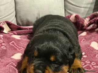 Rottweiler dogs Kc, dna, hips, elbows, eye tested parents - Advert 3