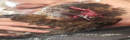 Chickens poultry for sale: Araucana x Silkie boy - Advert 13