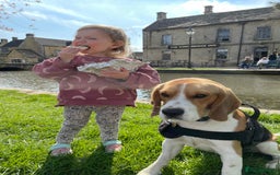 Beagle dogs for stud: Pedigree Beagle for Stud in Aldershot - Image 14
