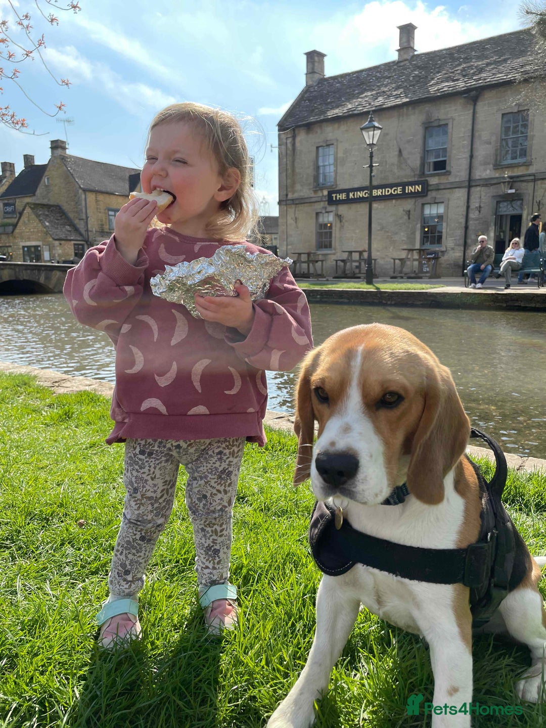 Beagle dogs for stud: Pedigree Beagle for Stud in Aldershot - Image 14