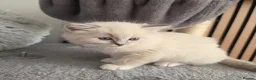 Ragdoll cats for sale: 🩷TICA registered Ragdolls🩷 - Advert 14