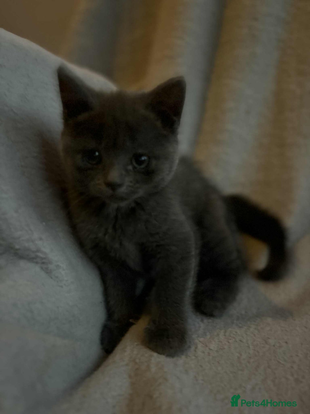 Mixed Breed cats for sale: Kittens looking for homes  - Advert 1