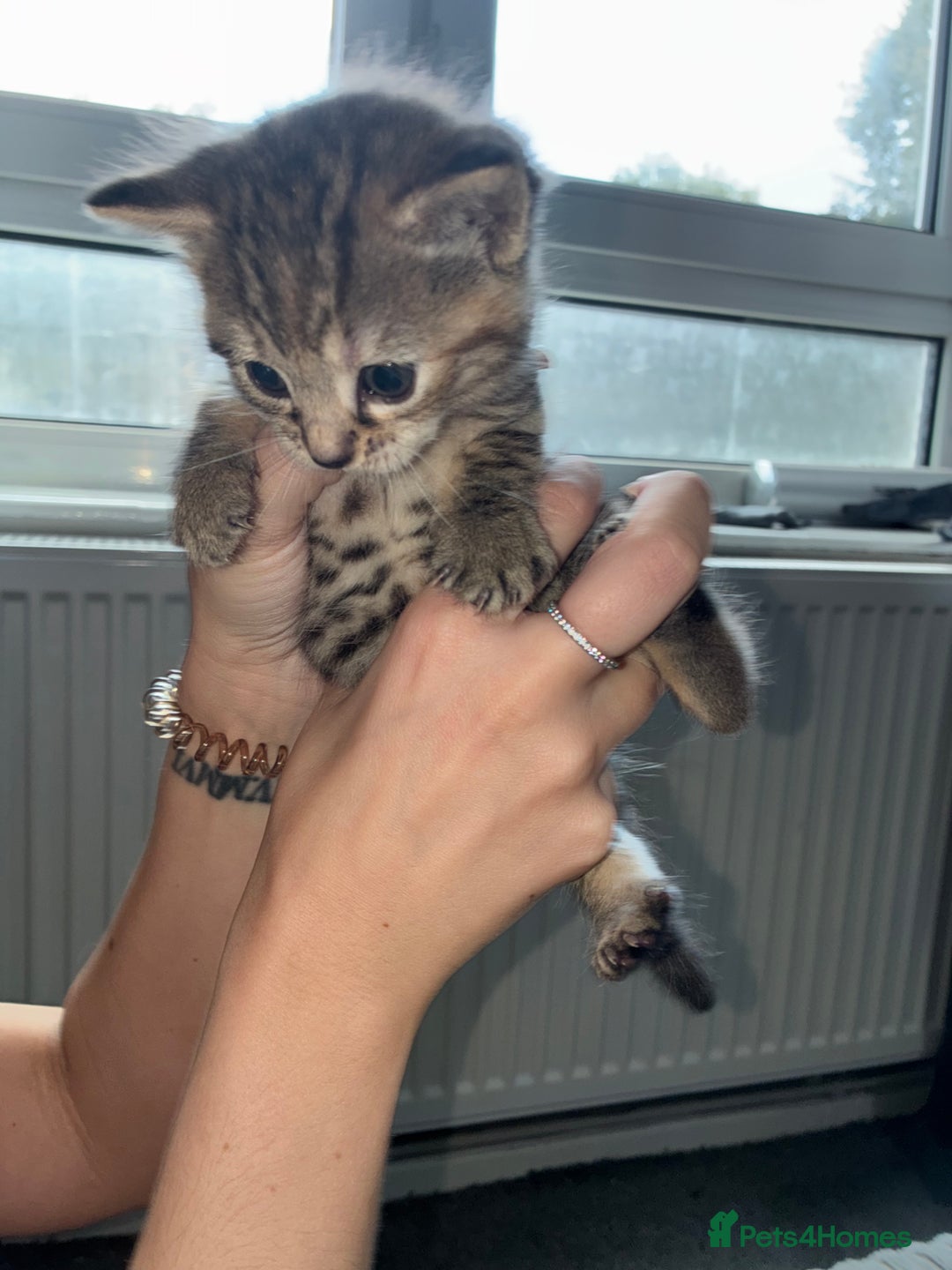 American Bobtail cats for sale: American bobtail / tortoise shell - Image 14