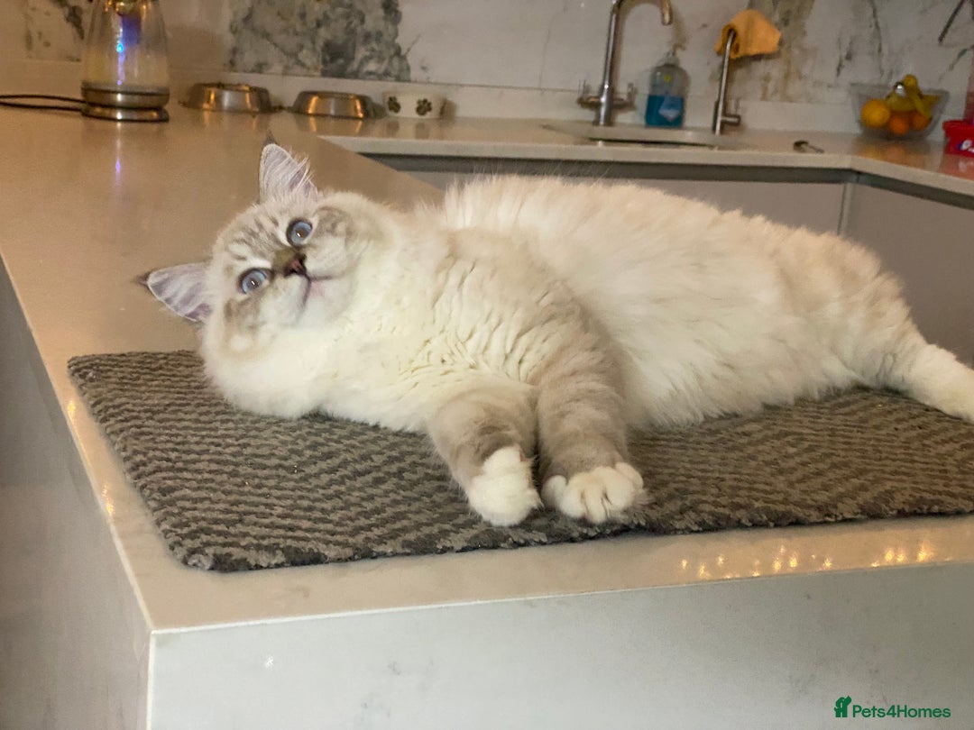 Ragdoll cats for sale: Blue Lynx TICA boy  - Image 25