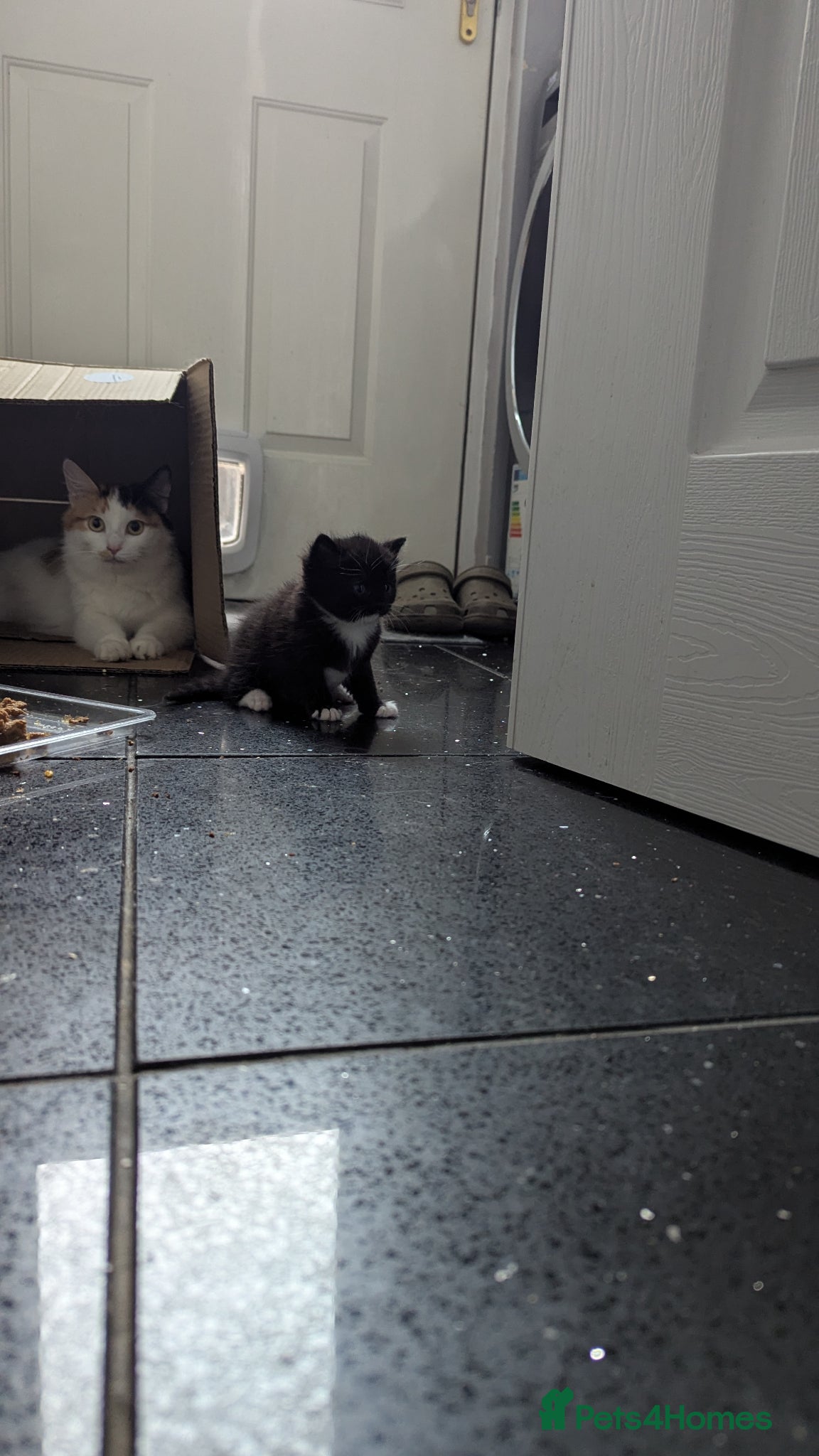 RagaMuffin cats Adorable playful Ragamuffin x longhair kittens - Advert 1