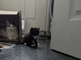 RagaMuffin cats Adorable playful Ragamuffin x longhair kittens - Advert 1