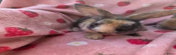 Rex rabbits for sale: Last 2 🩷💙 Saught after Curly Astrex bunnies - Advert 8