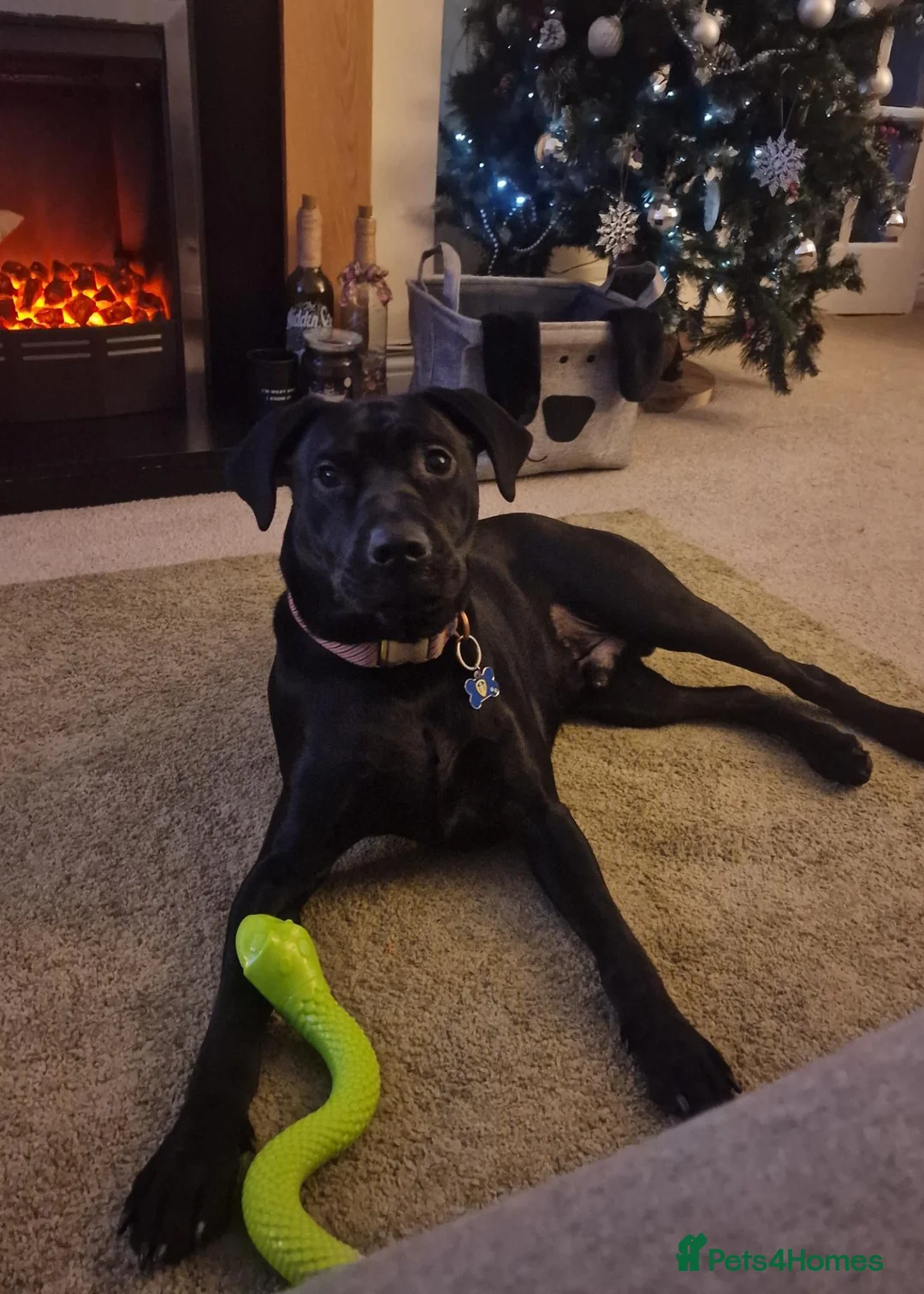 Mixed Breed dogs for sale: Lab/staffy cross in Leeds - Advert 7