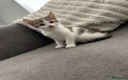 Mixed Breed cats for sale: 2 beautiful male kittens ready to go! - Image 9