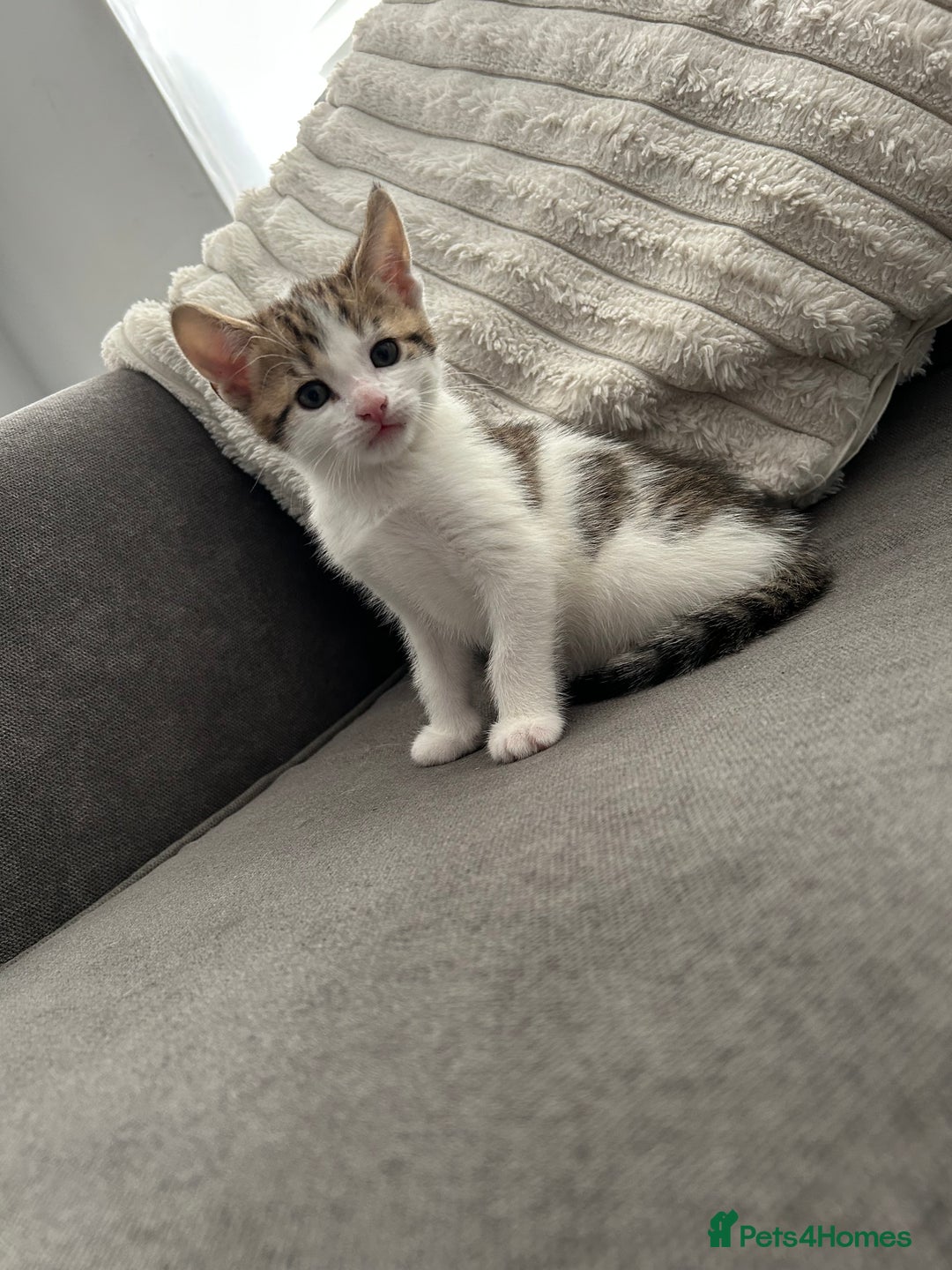 Mixed Breed cats for sale: 2 beautiful male kittens ready to go! - Image 9