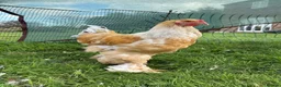 Chickens poultry for sale: Large Fowl Brahma Cockerels Mixed Colours - Advert 2