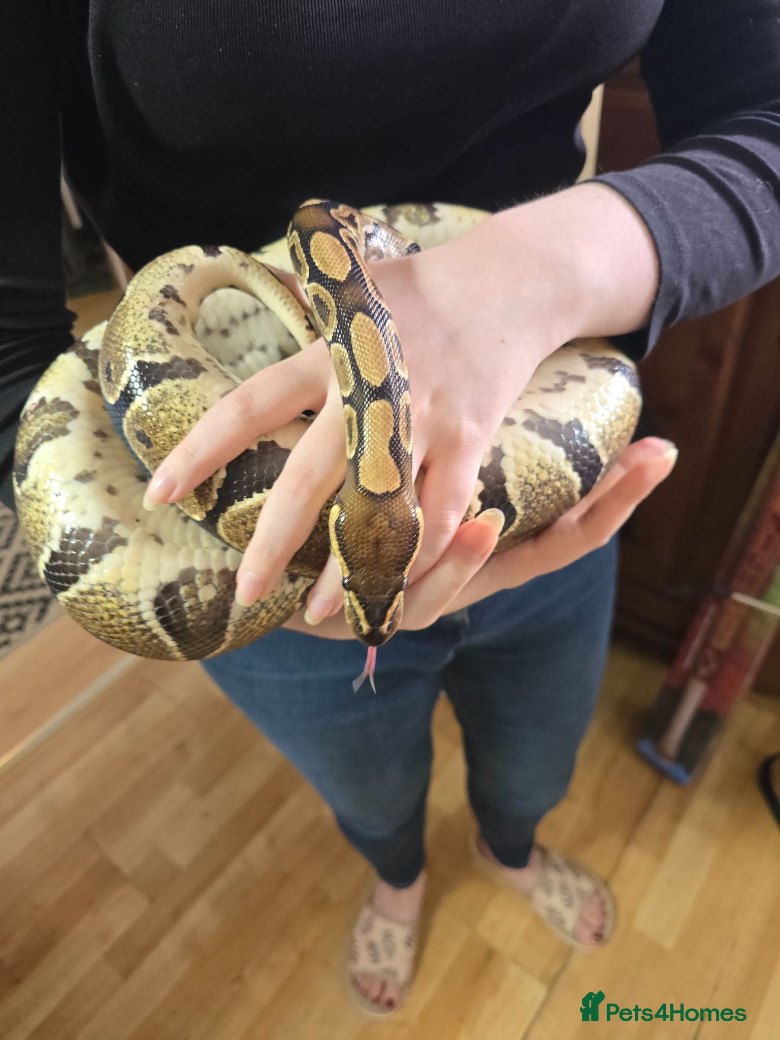 Python Snake reptiles Female normal royal python  - Advert 2