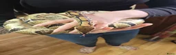 Python Snake reptiles for sale: Female normal royal python  - Advert 1