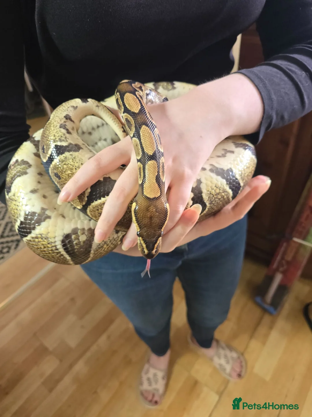 Python Snake reptiles for sale: Female normal royal python  - Advert 1