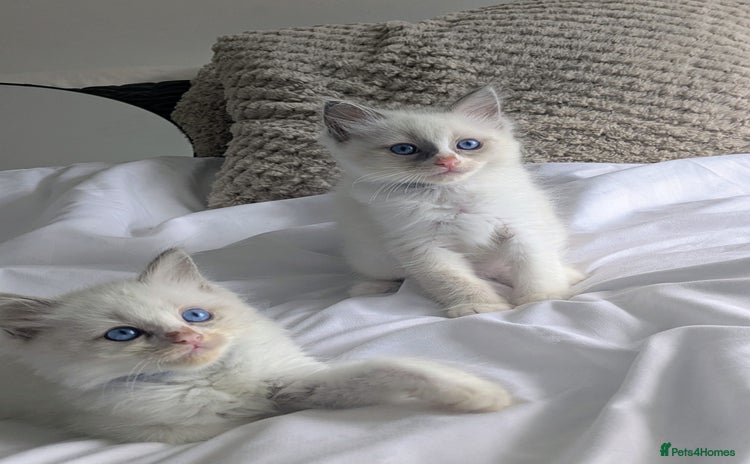 Ragdoll cats - Advert 1