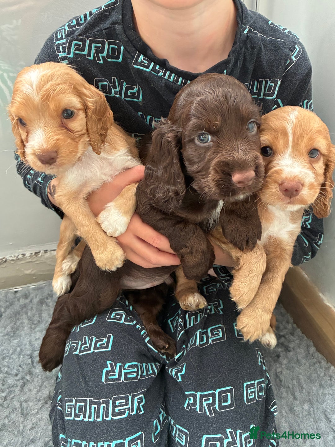 Cocker Spaniel dogs for sale: Beautiful cocker spaniels  - Image 2