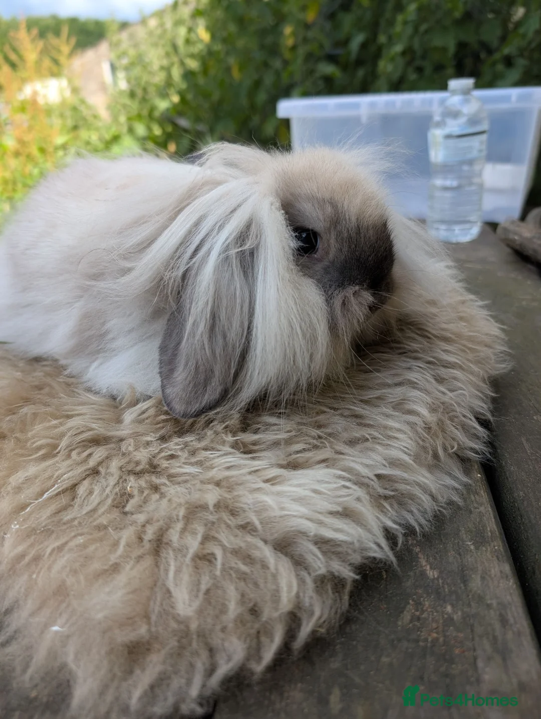 Mini Lion Lop rabbits for sale: Pure Bred double mane mini lion lop - Advert 4