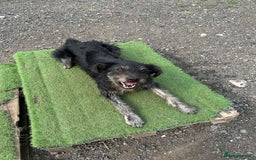 Mixed Breed dogs for adoption: ROSIE  - Advert 4