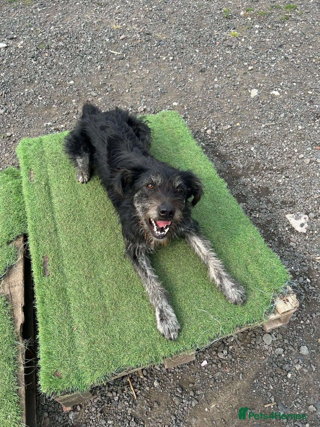 Mixed Breed dogs for adoption: ROSIE  - Advert 4