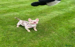Mixed Breed dogs for sale: Coco - Merle Frenchie x Pocket Bully  - Image 6