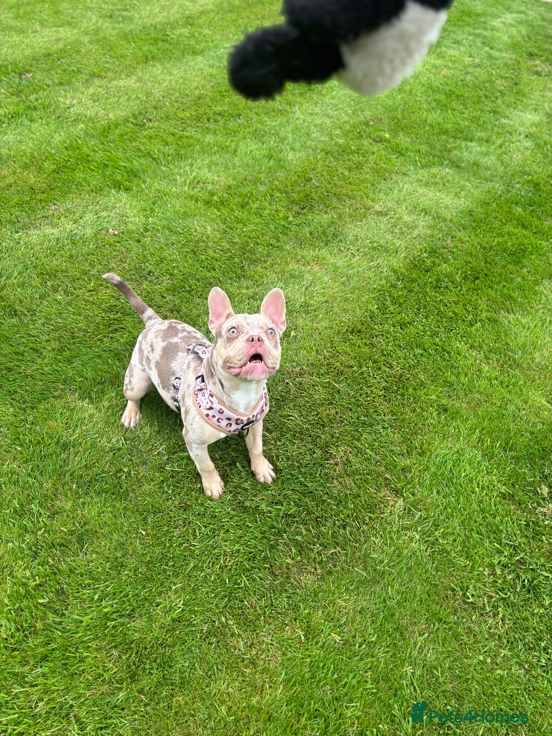 Mixed Breed dogs for sale: Coco - Merle Frenchie x Pocket Bully  - Image 6