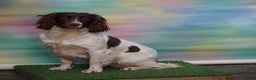 English Springer Spaniel dogs for stud: At stud dna health tested proven liver and white in Chesterfield - Advert 1