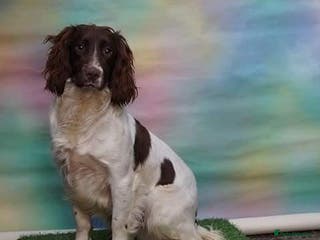English Springer Spaniel dogs At stud dna health tested proven liver and white in Chesterfield - Advert 11