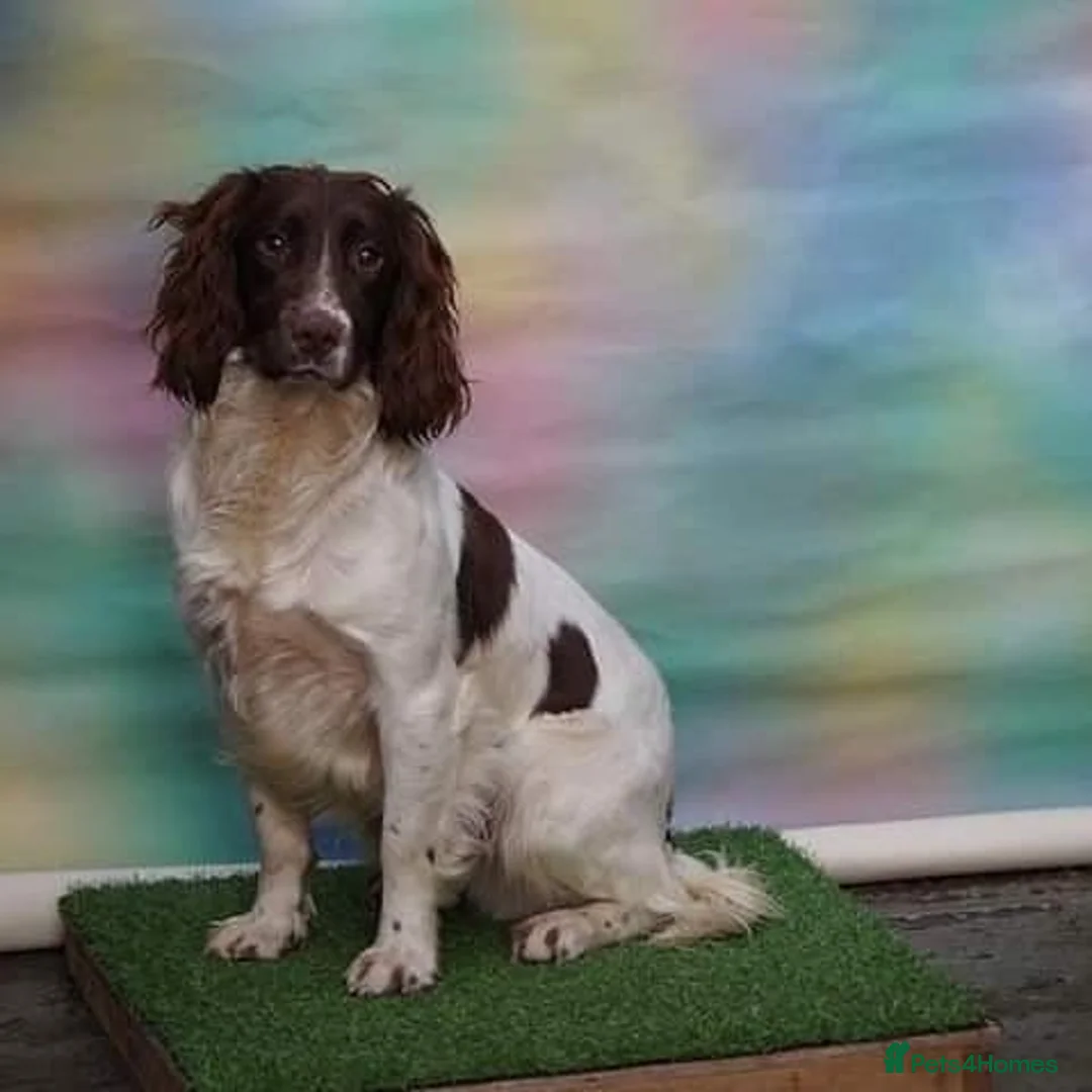 English Springer Spaniel dogs for stud: At stud dna health tested proven liver and white in Chesterfield - Advert 1