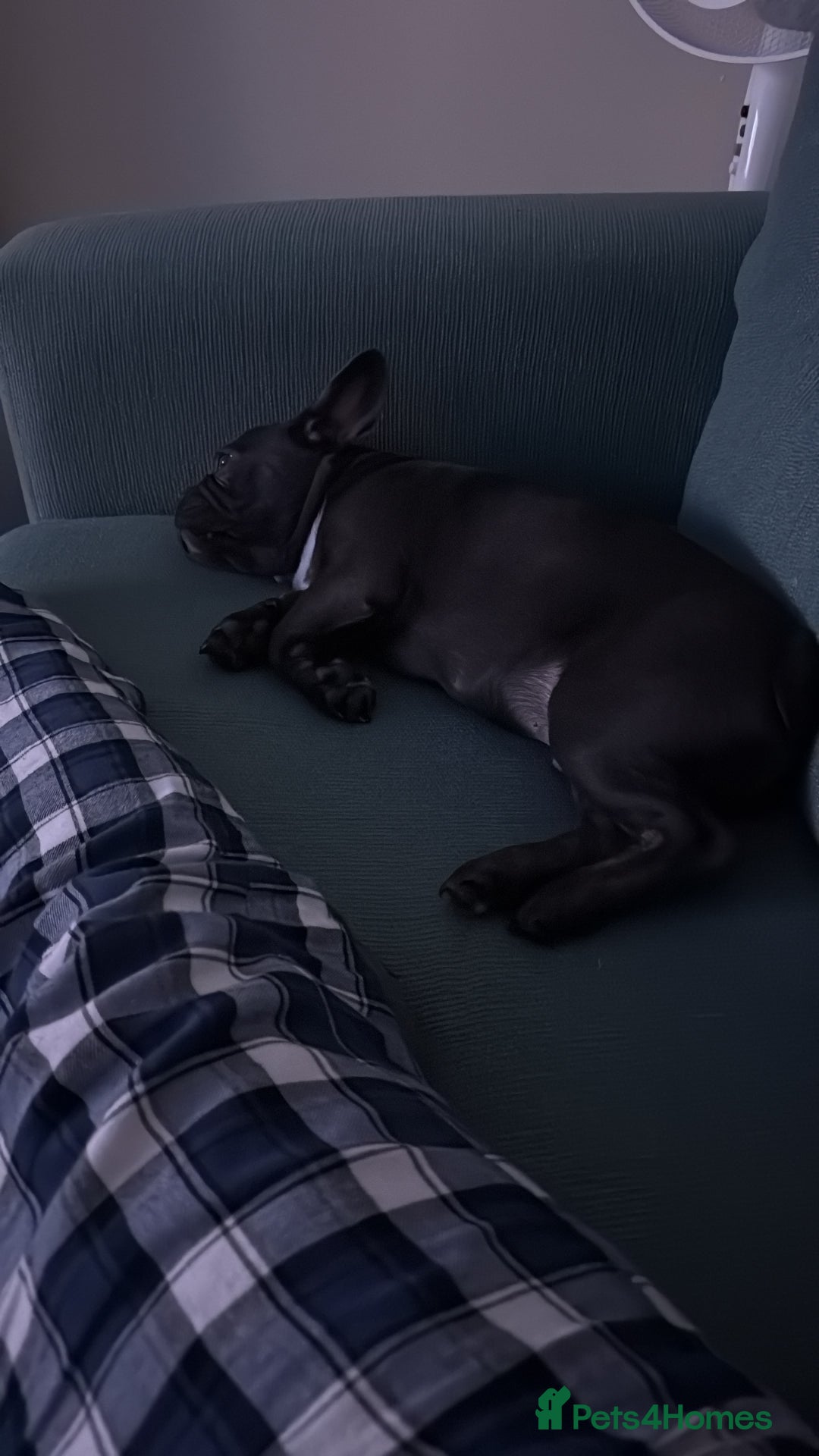 French Bulldog dogs for sale: Beautiful French Bulldog for sale  - Advert 2