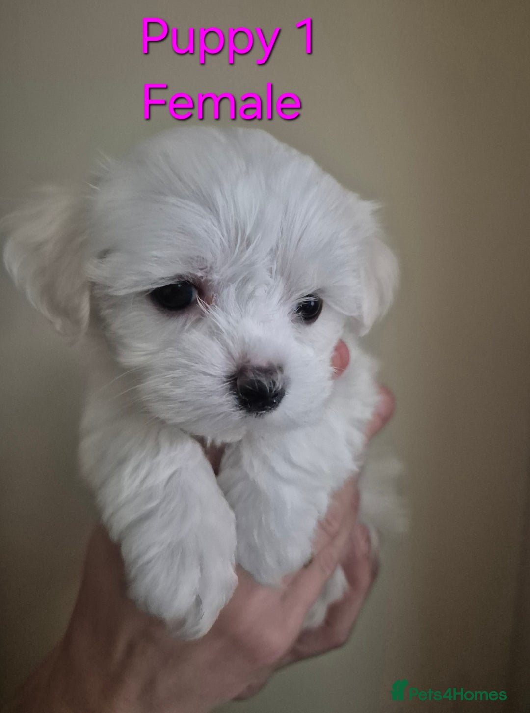 Maltese dogs for sale: Maltese Mini - Image 7
