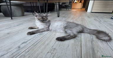 Maine Coon cats - Advert 16
