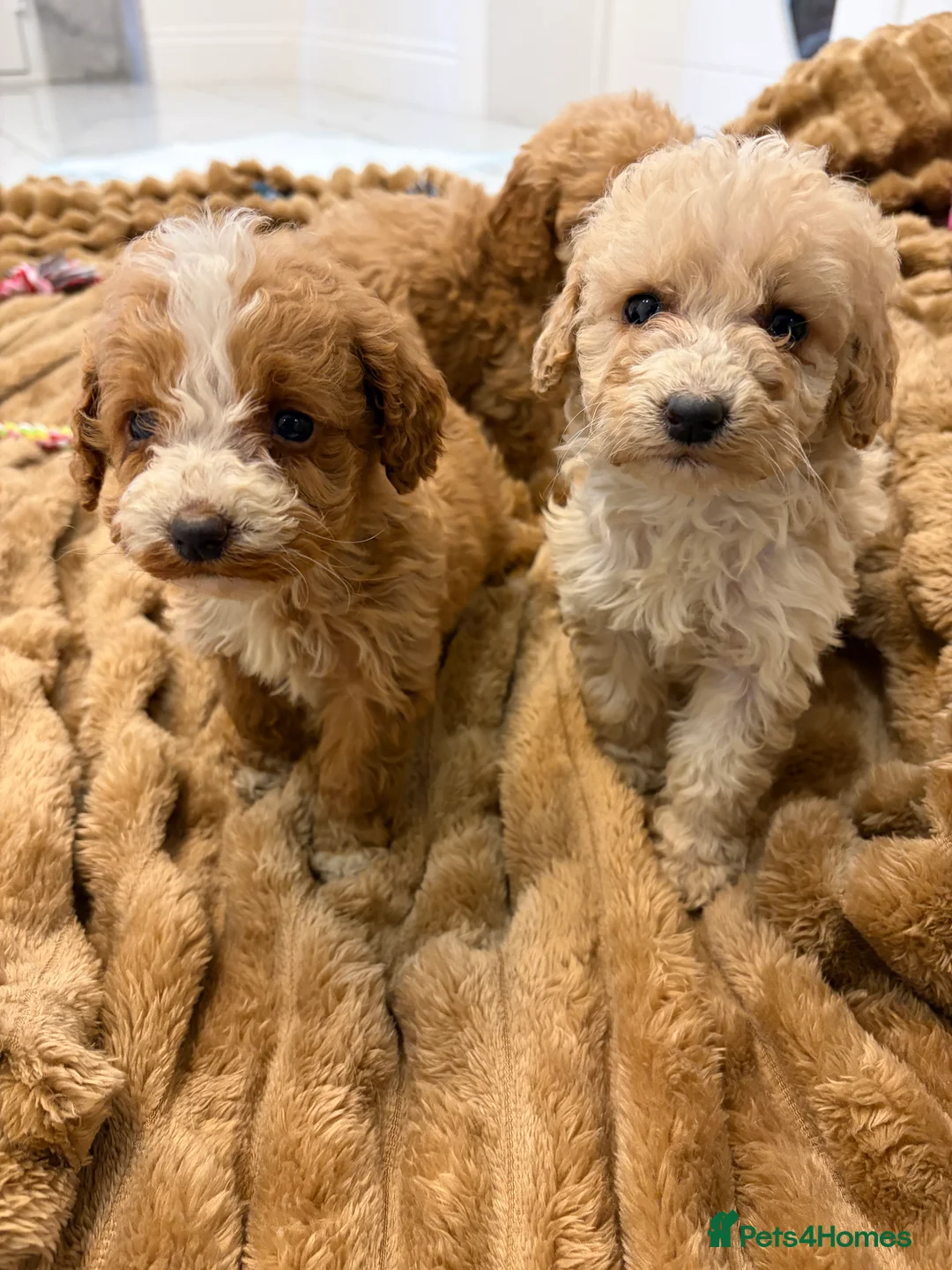 Cockapoo dogs for sale: 🐾STUNNING COCKERPOOS F1 REGISTERED BREEDER🐾 - Advert 1