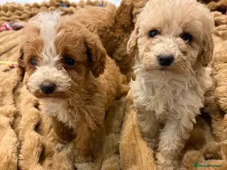 Cockapoo dogs 🐾STUNNING COCKERPOOS F1 REGISTERED BREEDER🐾 - Advert 1