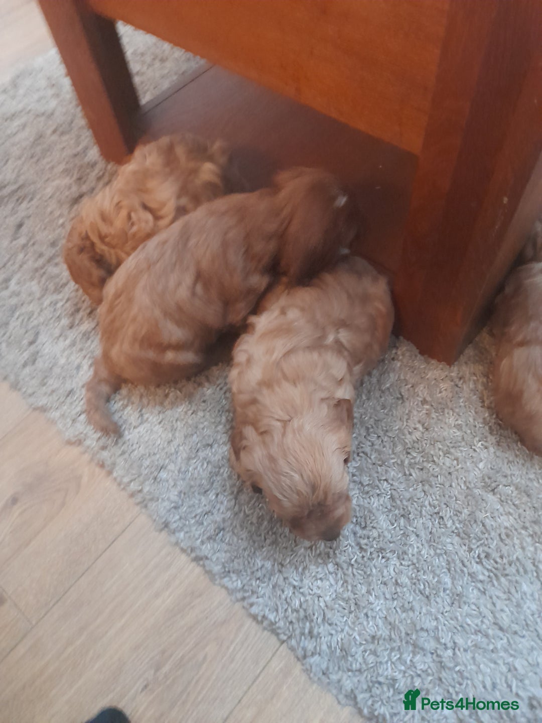 Cockapoo dogs for sale: Beautiful F1 red/golden cockapoo puppies - Image 10