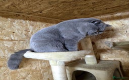 British Shorthair cats for stud: BEST QUALITY STUD -IMPORTED FROM EU in Cheltenham - Image 10