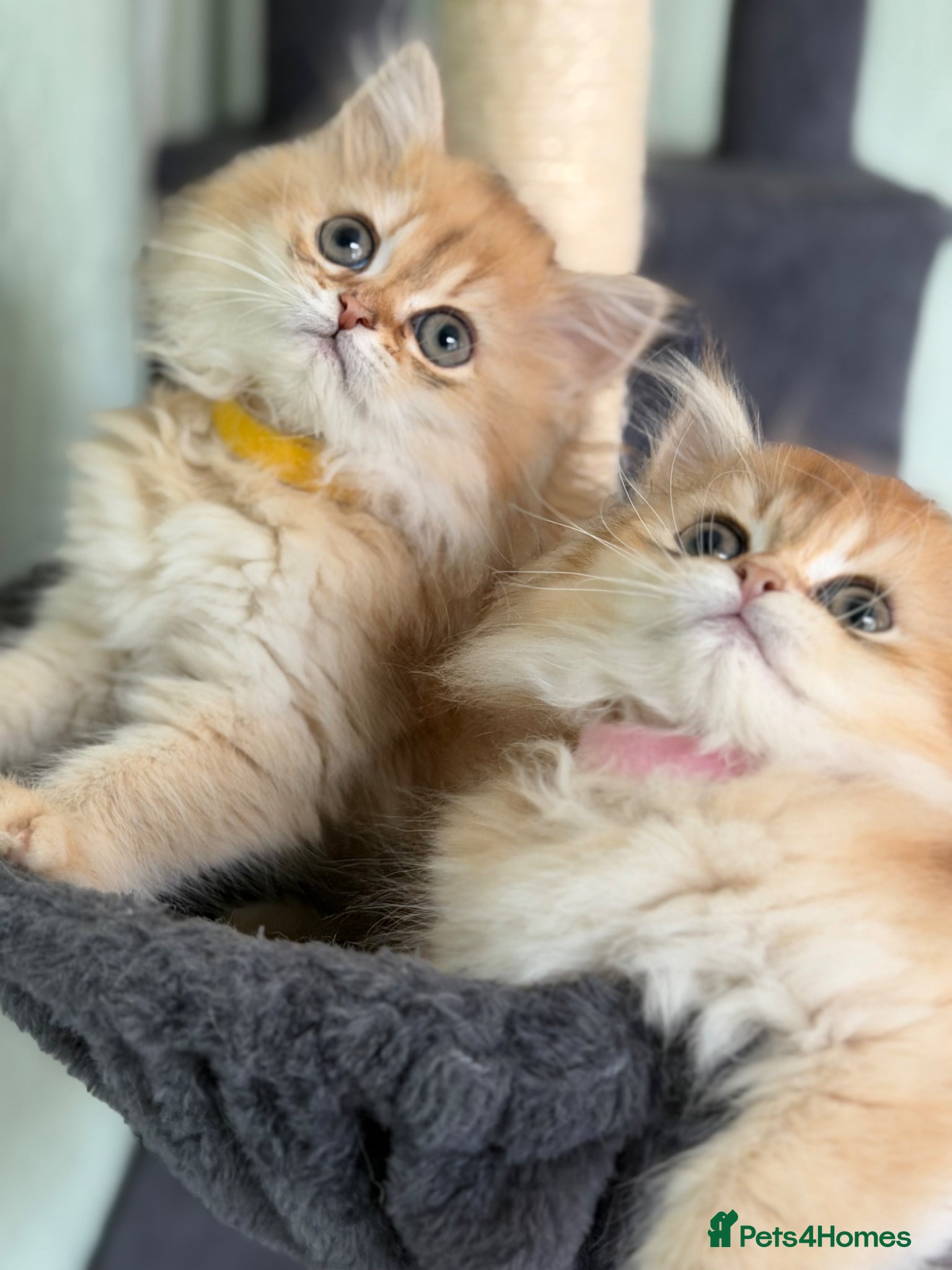 British Longhair cats British longhair golden kittens TICA - Advert 6