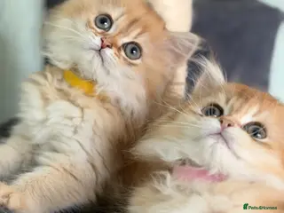 British Longhair cats British longhair golden kittens TICA - Advert 6