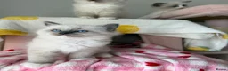 Ragdoll cats for sale: Pure bred European Ragdolls  - Advert 17