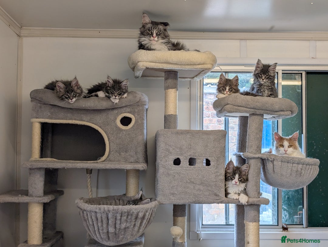 Maine Coon cats for sale: Maine Coon Kittens GCCF - Image 38