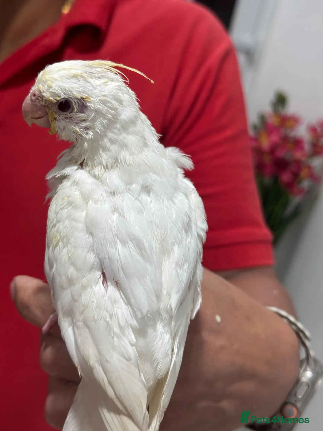 Cockatiels birds for sale: Tamed, spoon fed baby cockatail - Advert 2