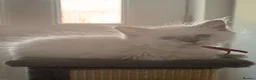 Ragdoll cats for sale: 🐾💙 GORGEOUS RAGDOLL KITTENS  - Advert 9