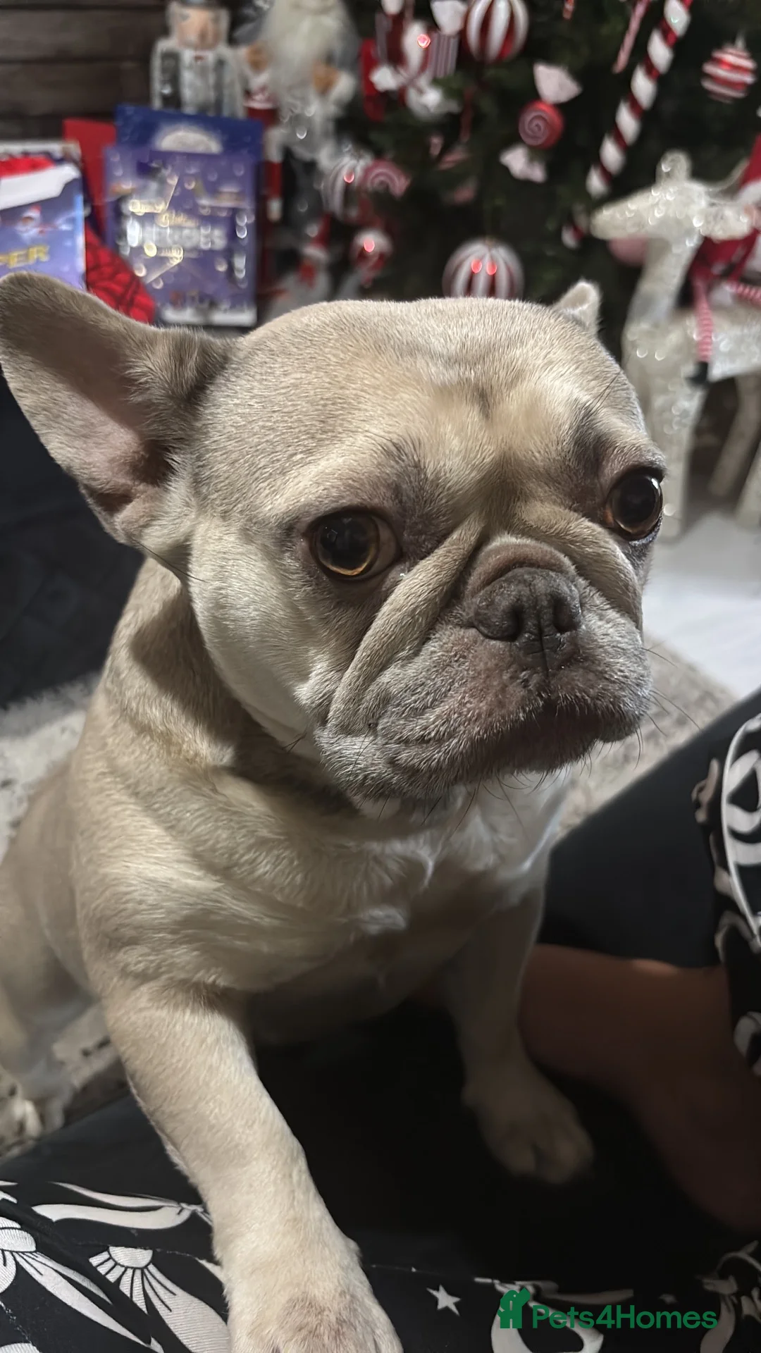 French Bulldog dogs for sale: Girl frenchie  - Advert 8