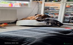 Mixed Breed dogs for sale: Buster  - Image 8