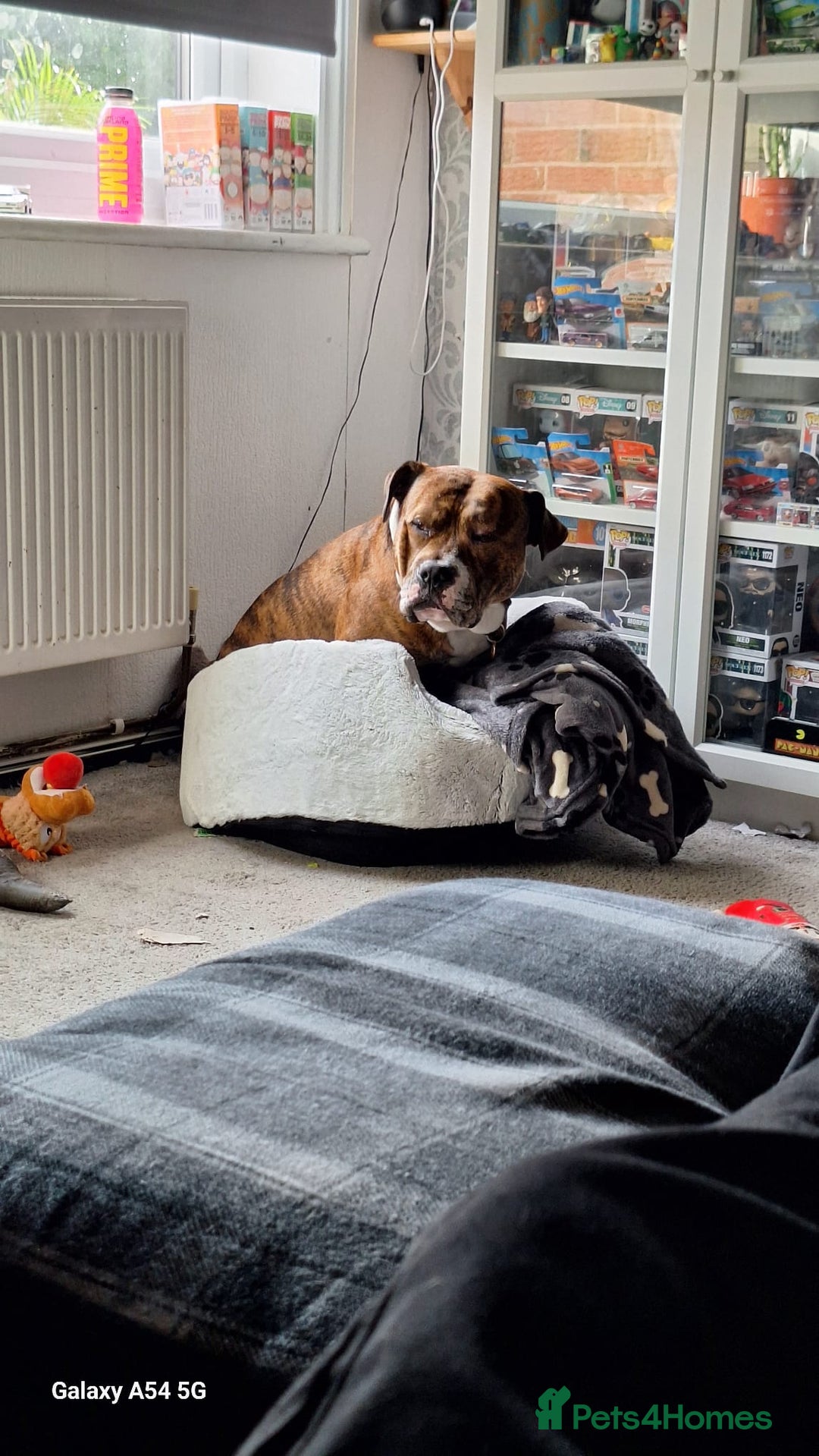 Mixed Breed dogs for sale: Buster  - Image 8