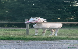 Welsh Section D horses for sale: 18 month old palomino filly - Image 4
