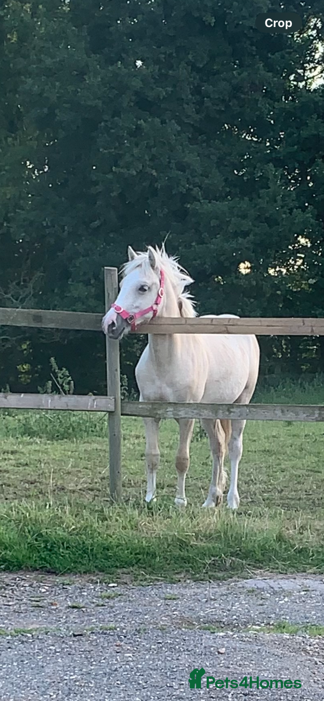 Welsh Section D horses for sale: 18 month old palomino filly - Image 4
