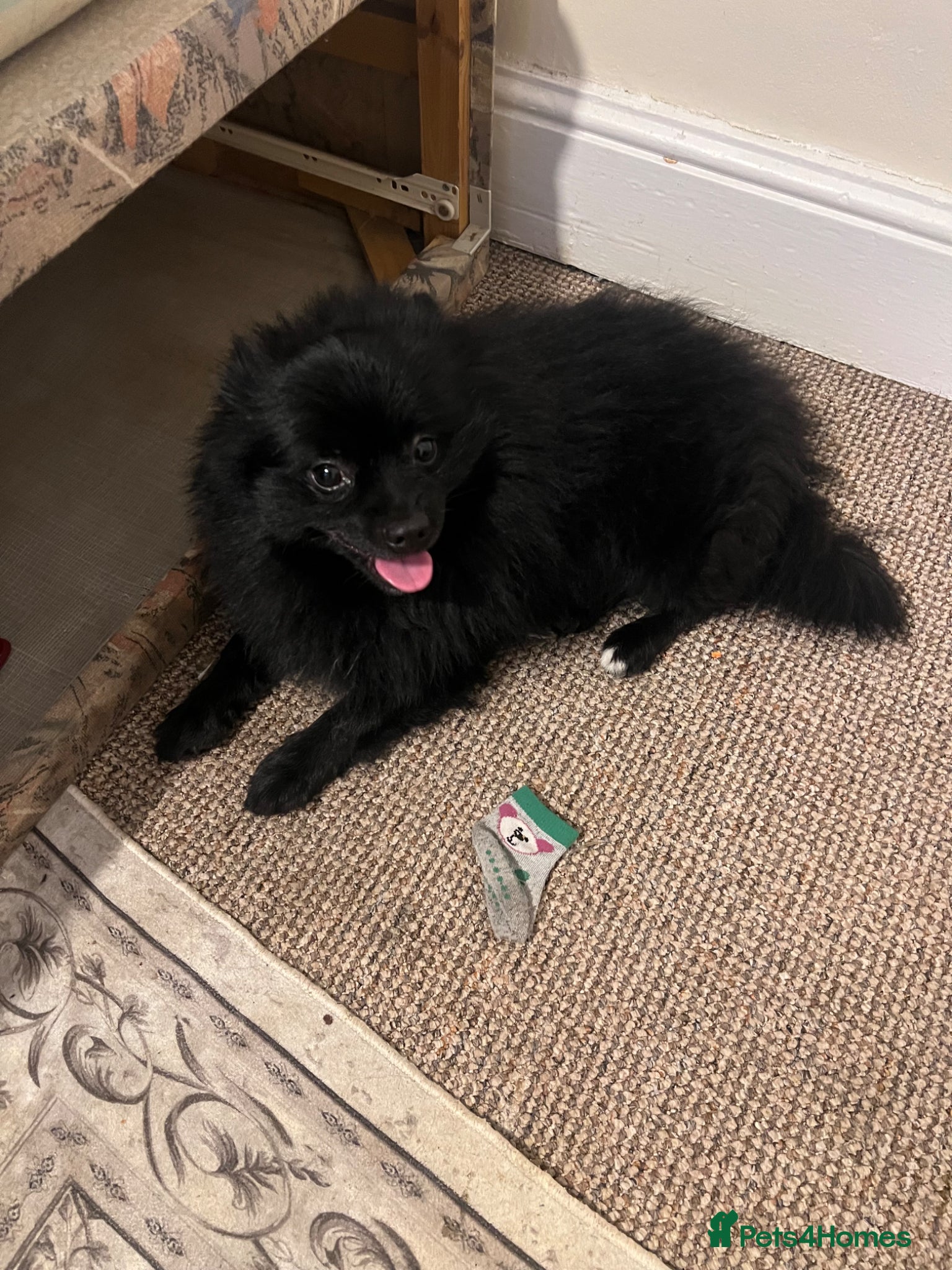 Pomeranian dogs POMERANIAN BOY  - Advert 1