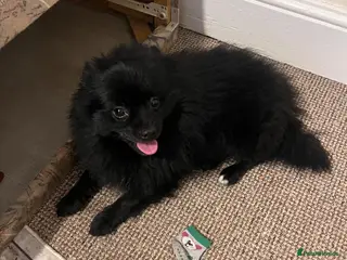 Pomeranian dogs POMERANIAN BOY - Advert 1