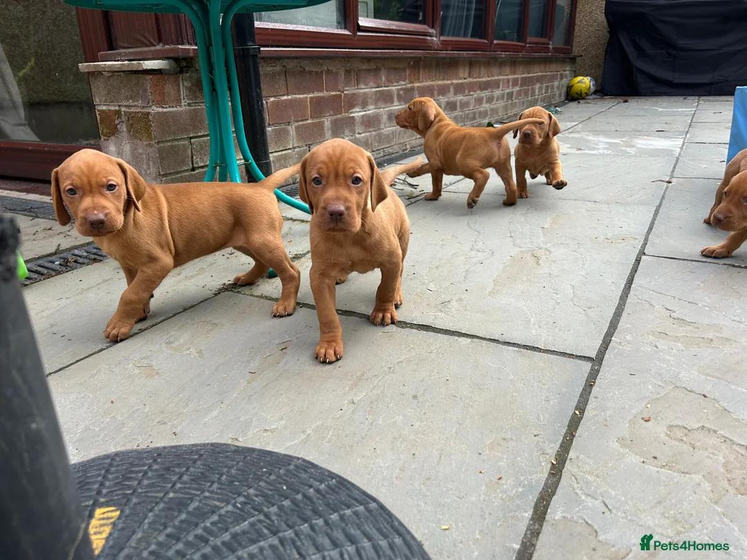 Hungarian Vizsla dogs for sale: KC Hungarian Vizsla puppies  - Advert 10